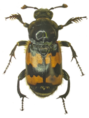 Nicrophorus vespillo