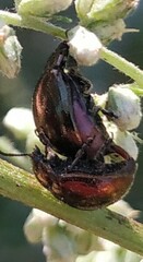 Chrysolina aurichalcea