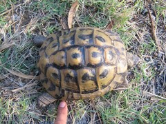 Testudo hermanni