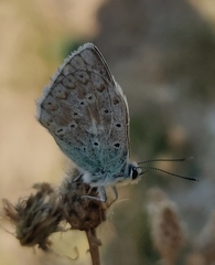 Polyommatus
