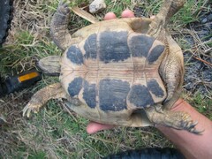 Testudo hermanni