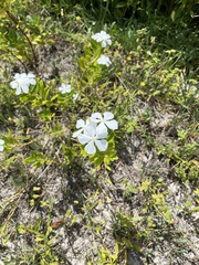Catharanthus roseus