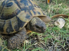 Testudo hermanni