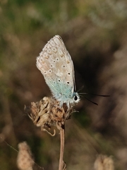 Polyommatus
