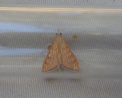 Antigastra catalaunalis