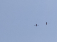 Phoenicopterus roseus