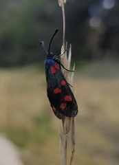 Zygaena