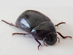 Hydrochara caraboides