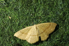 Cyclophora linearia
