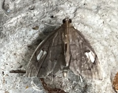 Perispasta caeculalis