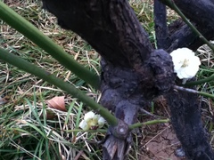 Prunus mume