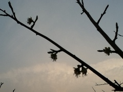Prunus mume