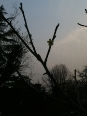 Prunus mume