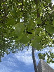 Cordia subcordata