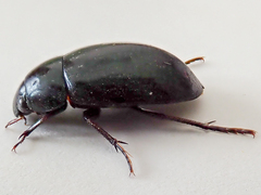 Hydrochara caraboides