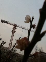 Prunus mume