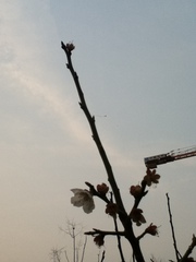 Prunus mume