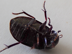 Hydrochara caraboides