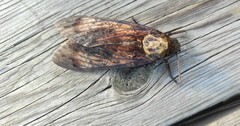 Acherontia atropos