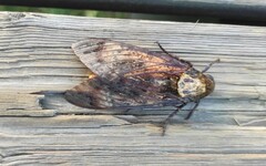 Acherontia atropos