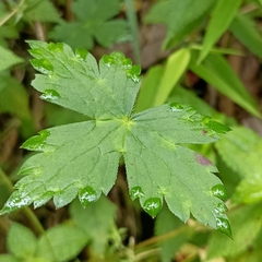 Geranium nepalense