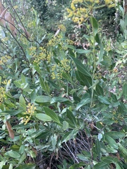 Bupleurum fruticosum