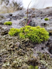 Tortula muralis