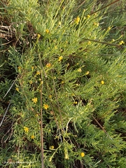 Limbarda crithmoides