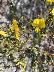 Gompholobium virgatum