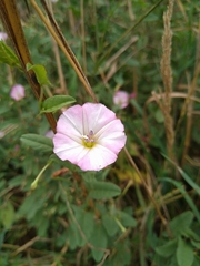 Convolvulus arvensis
