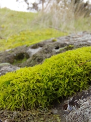 Tortula muralis