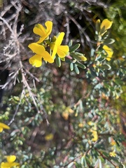 Gompholobium virgatum