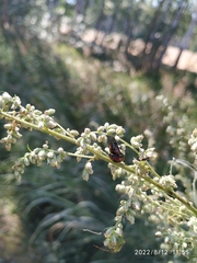 Chrysolina aurichalcea