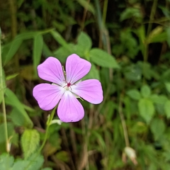 Geranium nepalense