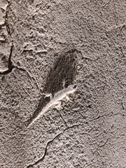 Tarentola mauritanica