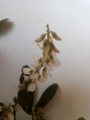 Melilotus albus