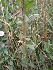 Convolvulus arvensis