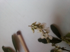Melilotus albus