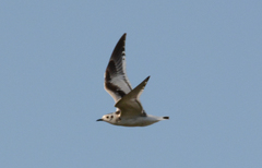 Hydrocoloeus minutus