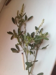 Melilotus albus