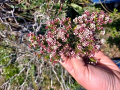 Diosma hirsuta