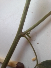 Melilotus albus