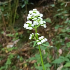 Valeriana