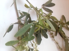 Melilotus albus