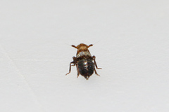 Conomelus