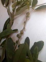 Melilotus albus