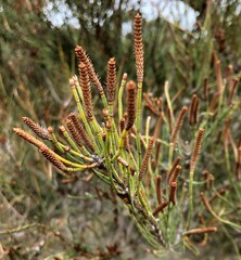 Allocasuarina mackliniana