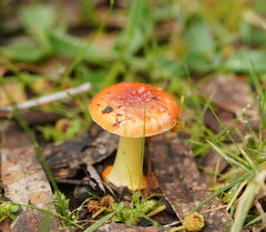 Amanita xanthocephala