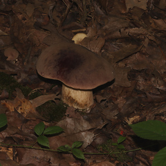 Tylopilus
