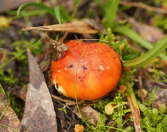 Amanita xanthocephala